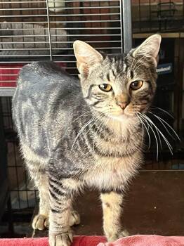 Tabby Cats Available for Adoption in Gorham, Maine - Ella Bella | PetCurious