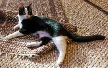 Tux -  Domestic Short Hair Cat for Adoption in Lewisburg, Pennsylvania - Tux | PetCurious