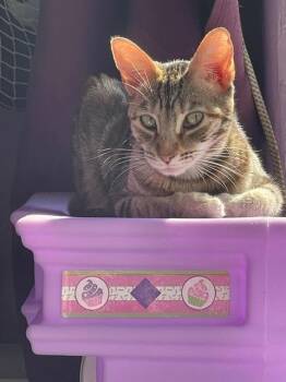 Sarabi -  Domestic Short Hair Cat Available for Adoption in Los Angeles, California - Sarabi | PetCurious