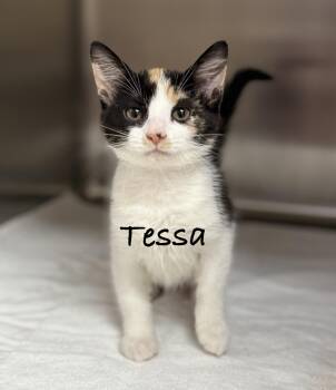 Tessa -  Domestic Short Hair Cat for Adoption in Pawleys Island, South Carolina - Tessa | PetCurious