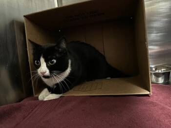 TULIP OSMODEUS -  Domestic Short Hair Cat for Adoption in Boston, Massachusetts - TULIP OSMODEUS | PetCurious