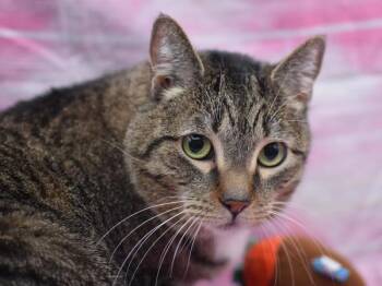 Domestic Short Hair Cats Available for Adoption - Miss Kitty | PetCurious