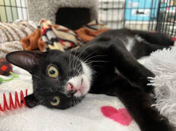 Domestic Short Hair Cats Available for Adoption - Rox | PetCurious