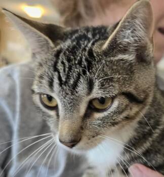 Chad -  Domestic Short Hair Cat for Adoption in Southbury, Connecticut - Chad | PetCurious