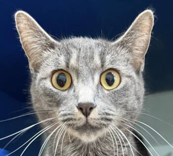 Momo -  Domestic Short Hair Cat for Adoption in Sault Ste. Marie, Michigan - Momo | PetCurious