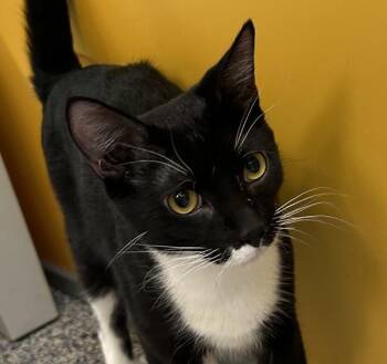 Domestic Short Hair Cats Available for Adoption - Jamie | PetCurious