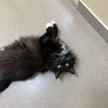 Domestic Long Hair Cats Available for Adoption in Burlington, Ontario - Nix | PetCurious