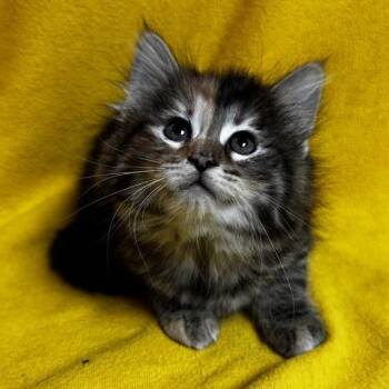 Maine Coon and Domestic Medium Hair Cats Available for Adoption in Waterloo, Iowa - Wendy | PetCurious