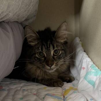 Moonie -  Domestic Medium Hair Cat for Adoption in Louisville, Kentucky - Moonie | PetCurious