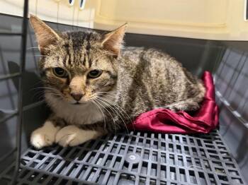 Domestic Short Hair Cats Available for Adoption in Rowlett, Texas - BLUE | PetCurious