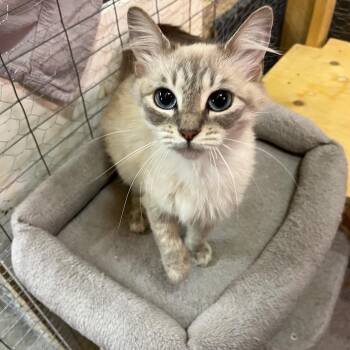 Domestic Long Hair and Siamese Cats Available for Adoption in Burnaby, British Columbia - Tawny | PetCurious