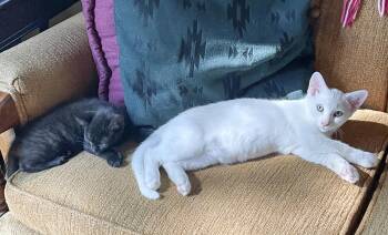 You need look no further -  Extra Toes Cat Hemingway Polydactyl Cat for Adoption in Boston, Massachusetts - You Need Look No Further | PetCurious
