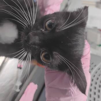 Rescue Domestic Short Hair Cats for Adoption in Summerville, South Carolina - Teagan | PetCurious