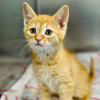 Domestic Short Hair Cats Available for Adoption in Jackson Township, New Jersey - Flame  | PetCurious