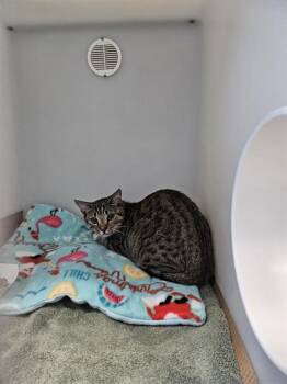 Domestic Short Hair Cats Available for Adoption in Palmetto, Florida - STRAWBERRY SHORTCAKE | PetCurious