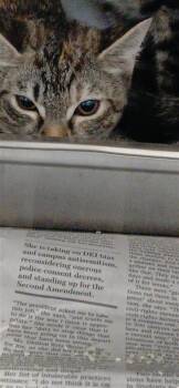 Surfboard Sarah -  Domestic Short Hair Cat for Adoption in Largo, Florida - Surfboard Sarah | PetCurious