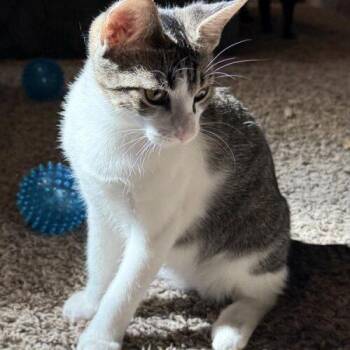 Thorn -  Domestic Short Hair Cat for Adoption in Tampa, Florida - Thorn | PetCurious