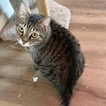 Momma -  Domestic Short Hair and Tabby Cat for Adoption in Glendale, Arizona - Momma | PetCurious