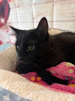 Domestic Long Hair Cats Available for Adoption - Pepper - Sponsored By The Keay Family | PetCurious