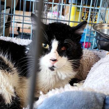 Domestic Short Hair Cats Available for Adoption in Grantsville, Utah - Pirate Jack | PetCurious