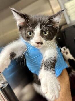 Catalytic Converter -  Domestic Short Hair Cat for Adoption in Wichita, Kansas - Catalytic Converter | PetCurious