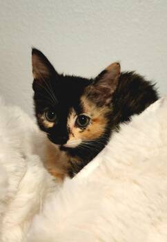 Uma -  Domestic Short Hair Cat for Adoption in Orlando, Florida - Uma | PetCurious