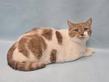 Elsa -  Domestic Short Hair Cat for Adoption in Minneapolis, Minnesota - Elsa | PetCurious