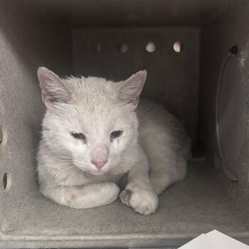 Domestic Short Hair Cats Available for Adoption in Philadelphia, Pennsylvania - Kitty Blakstone | PetCurious