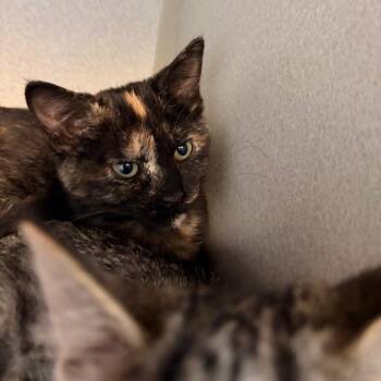 Strawberry Jam -  Domestic Short Hair Cat for Adoption in Davenport, Iowa - Strawberry Jam | PetCurious