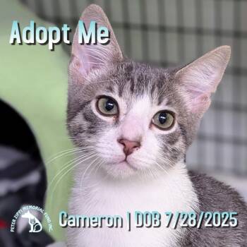 Rescue Domestic Short Hair and Tabby Cats for Adoption in Hermosa Beach, California - Cameron | PetCurious