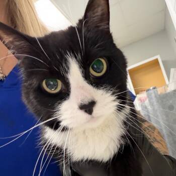 Little Bit -  Domestic Short Hair Cat for Adoption in Greenville, South Carolina - Little Bit | PetCurious