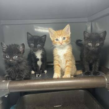 Mantis C11896 -  Domestic Short Hair Cat for Adoption - Mantis C11896 | PetCurious