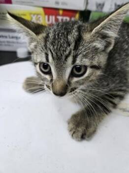 Wanda -  Domestic Short Hair Cat for Adoption in Gainesville, Florida - Wanda | PetCurious