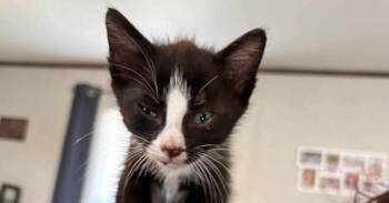 Harley -  Domestic Short Hair Cat for Adoption in Emporia, Kansas - Harley | PetCurious