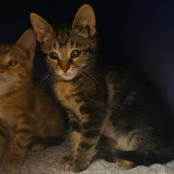Sashimi -  Domestic Short Hair Cat for Adoption in Bristol, Indiana - Sashimi | PetCurious