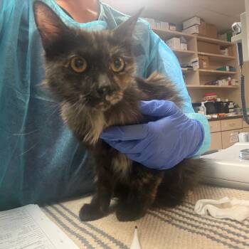 Chi Chi -  Domestic Medium Hair Cat for Adoption in Flagstaff, Arizona - Chi Chi | PetCurious