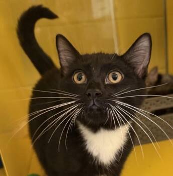 Felix -  Domestic Short Hair Cat for Adoption in Golden, Colorado - Felix | PetCurious
