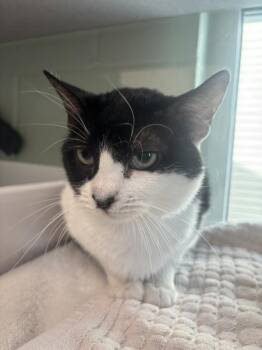 Domestic Short Hair Cats Available for Adoption - Luke | PetCurious