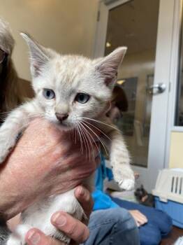 Hamilton -  Domestic Short Hair Cat for Adoption in Salinas, California - Hamilton | PetCurious