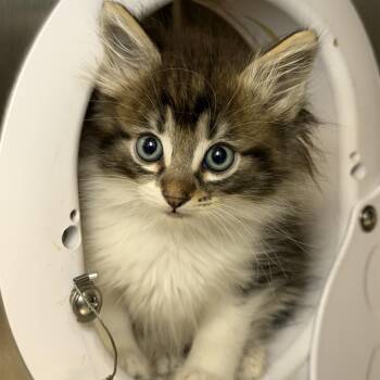 Quahog -  Domestic Short Hair Cat Available for Adoption in Los Angeles, California - Quahog | PetCurious