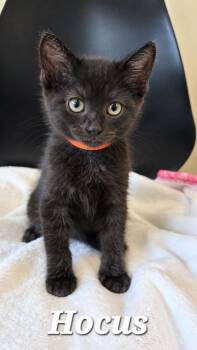 Hocus -  Domestic Short Hair Cat for Adoption in Sidney, Ohio - Hocus | PetCurious