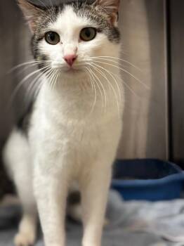 Domestic Short Hair Cats Available for Adoption in Lima, Ohio - Matildo | PetCurious