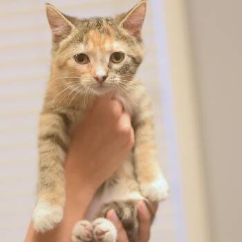 Krang -  Domestic Short Hair Cat for Adoption in Belleville, Illinois - Krang | PetCurious
