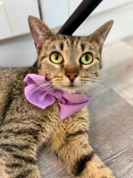 Tabby and Domestic Short Hair Cats Available for Adoption in Friendswood, Texas - Blythe De La Tabby | PetCurious