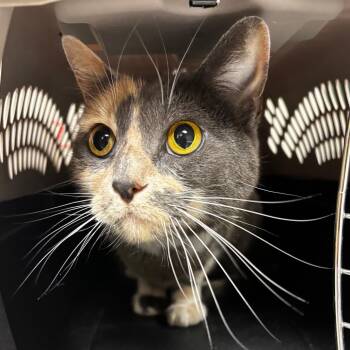 Domestic Short Hair Cats Available for Adoption in Ottawa, Kansas - Gerdie Grace | PetCurious