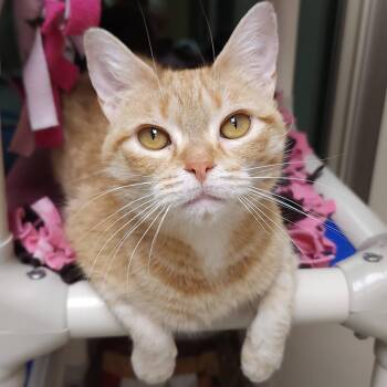 Daytona -  Tabby Cat for Adoption in Marshfield, Wisconsin - Daytona | PetCurious