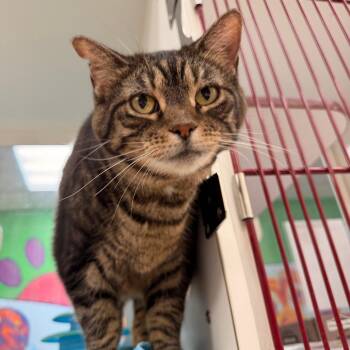 Hazel -  Domestic Short Hair Cat for Adoption in Cheyenne, Wyoming - Hazel | PetCurious