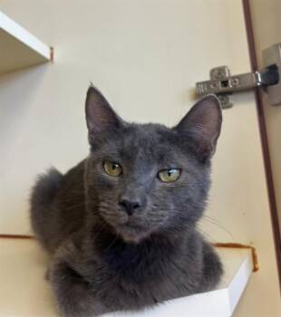 BLUEBERRY -  Domestic Short Hair Cat for Adoption in Thousand Palms, California - BLUEBERRY | PetCurious