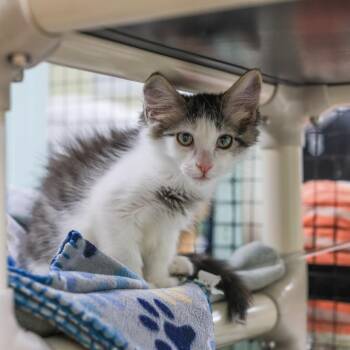 Edward -  Domestic Medium Hair Cat for Adoption in Los Angeles, California - Edward | PetCurious