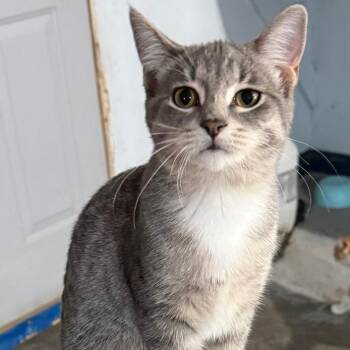 STAR -  Domestic Short Hair Cat for Adoption in Gresham, Wisconsin - STAR | PetCurious